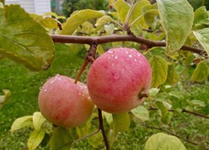 Как вырастить яблоню. Способы выращивания яблони. Причины плохого урожая